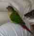 Conure