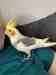 Cockatiel