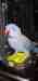 Indian Ringneck Parakeet Indian Ringneck Parakeet