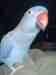 Indian Ringneck Parakeet