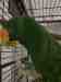 Eclectus