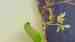 Indian Ringneck Parakeet