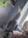 Cockatiel