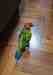 Conure