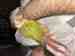 Conure Conure