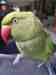 Indian Ringneck Parakeet