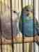 Budgerigar