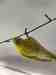 Budgerigar
