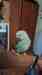 Indian Ringneck Parakeet