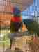 Lory / Lorikeet