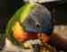 Lory / Lorikeet