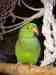 Indian Ringneck Parakeet