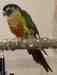 Conure