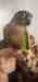 Conure