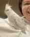 Cockatiel