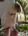 Corella Cockatoo