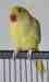 Indian Ringneck Parakeet