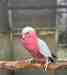 Galah Cockatoo
