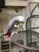 African Grey