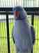 Indian Ringneck Parakeet