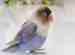 Lovebird