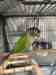 Conure