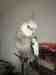 Cockatiel