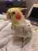 Cockatiel