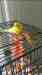 Budgerigar