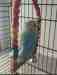 Budgerigar