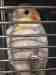 Cockatiel