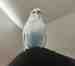 Parakeet