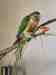 Conure
