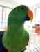 Eclectus