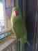 Indian Ringneck Parakeet