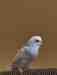 Budgerigar