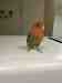 Lovebird