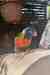 Lory / Lorikeet