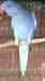 Indian Ringneck Parakeet