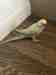 Indian Ringneck Parakeet