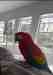 Macaw