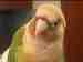 Conure