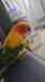 Conure