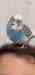 Budgerigar