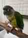 Conure