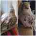Cockatiel