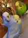 Budgerigar