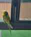 Budgerigar
