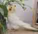 Cockatiel