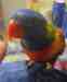 Lory / Lorikeet